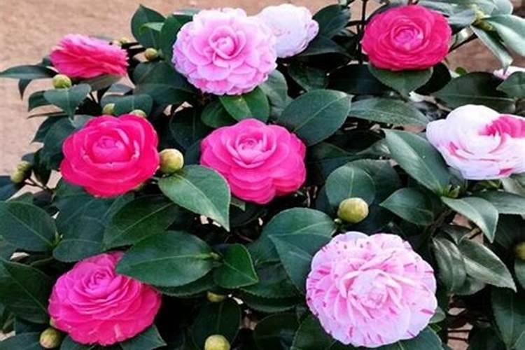 茶花移植以后多久施肥