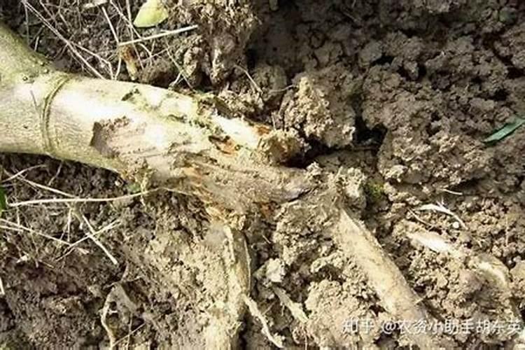苹果树被化肥烧根了怎么办(果树施肥烧根严重的补救办法)