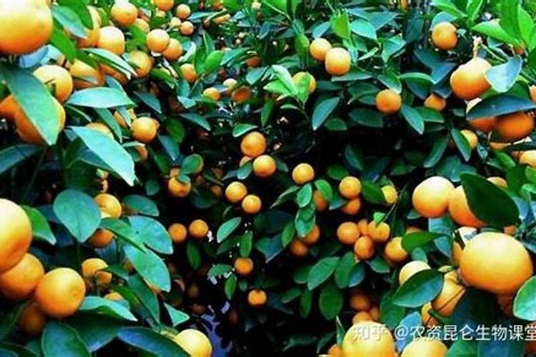 花卉施肥烧根怎么办、果树施肥用什么肥料好