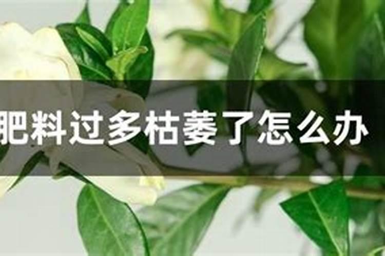 花施肥多了怎么办 花施肥多了如何补救