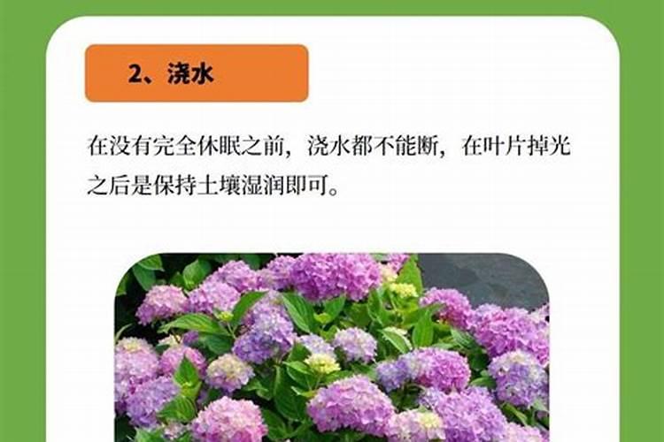 绣球开花后怎么施肥