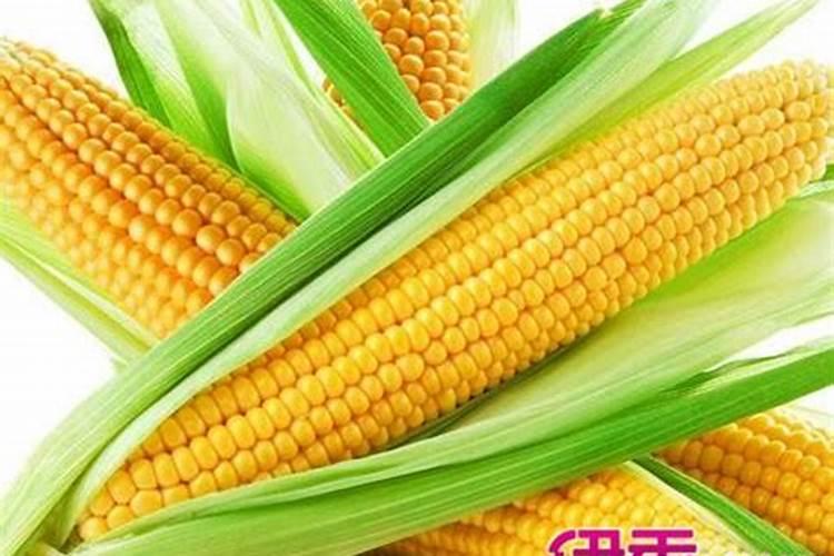 玉米授粉期可以打药吗,合适的温度是多少