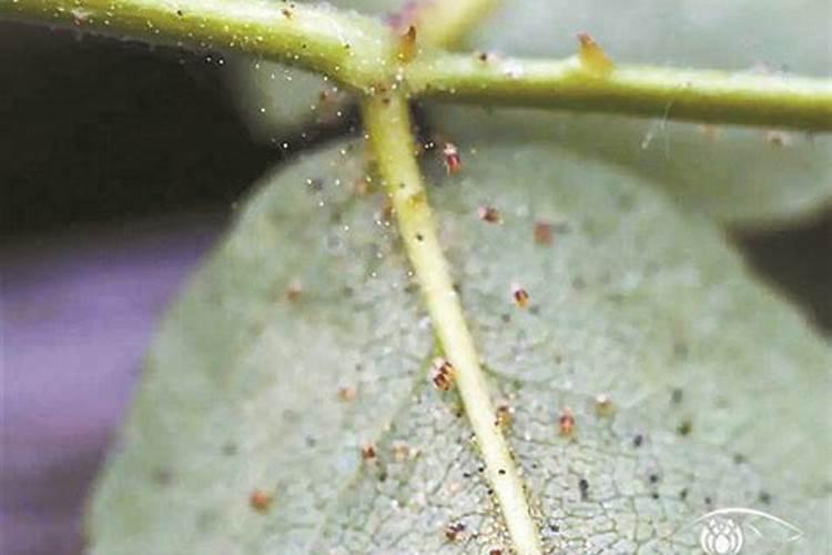 请问红蜘蛛吸白的叶子怎么挽救