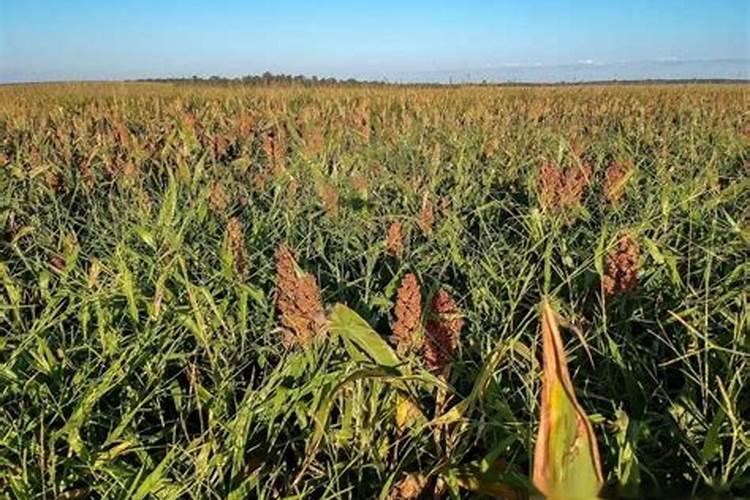 高粱种植技术和方法