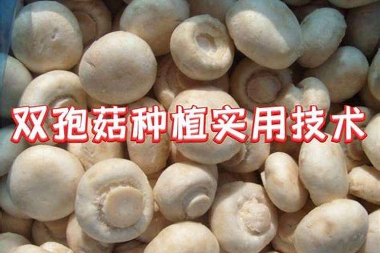 怎样种植人工菌子