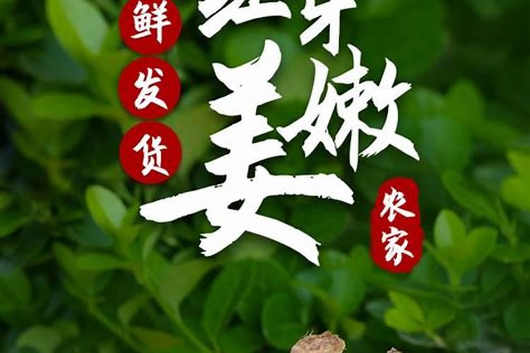 小叶赤楠怎么养