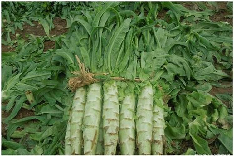 莴苣膨大期需要施肥,具体要施什么肥呢？