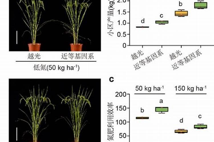 种植水稻用什么肥料好