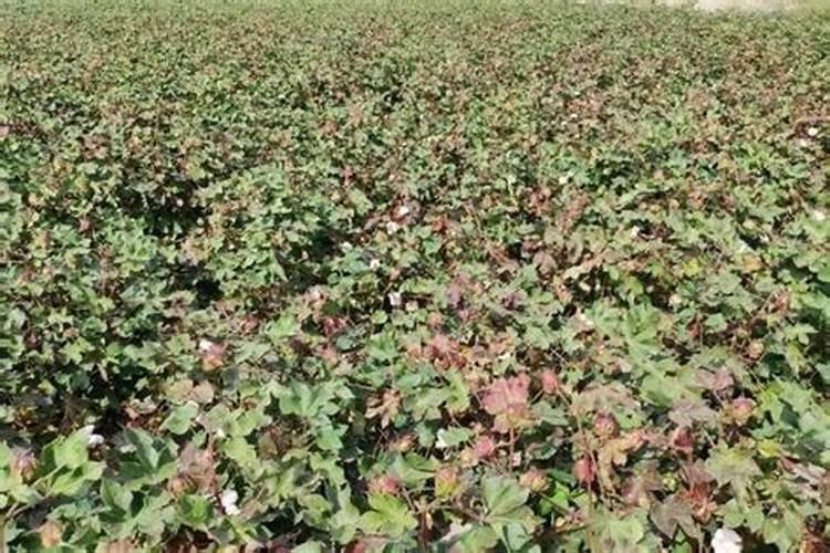 玉米施钼肥茎干可增加含水量吗