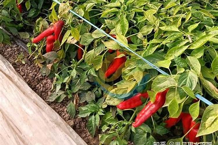 油菜可以放水灌根催熟吗？