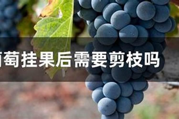葡萄树挂果后怎样施肥