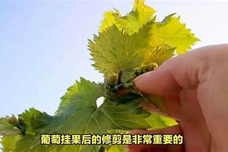 葡萄什么时候施肥最好,怎样施肥产量高？