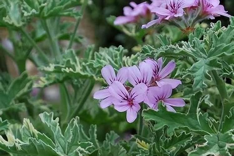 香叶天竺葵用什么肥料