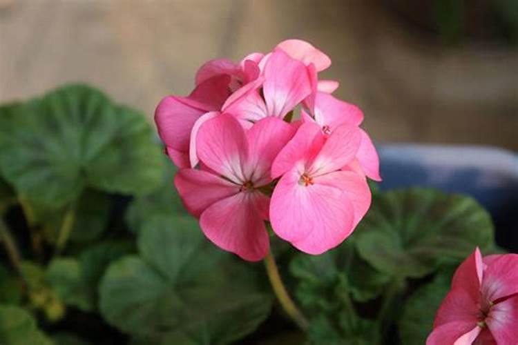 香叶天竺葵怎么不开花