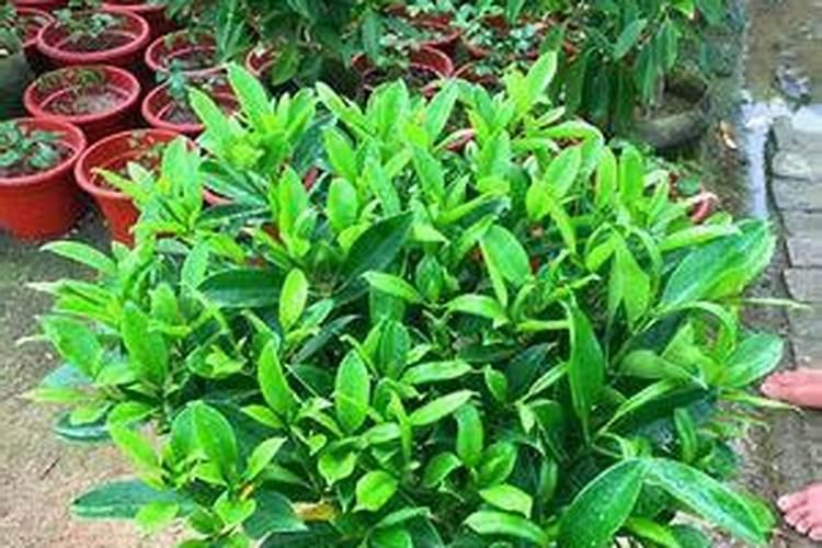 非洲茉莉怎么养