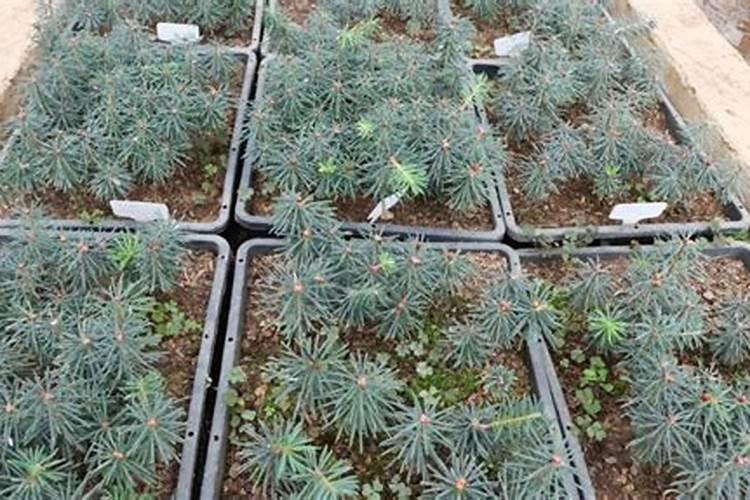 茶树怎么种植？什么季节种容易成活？