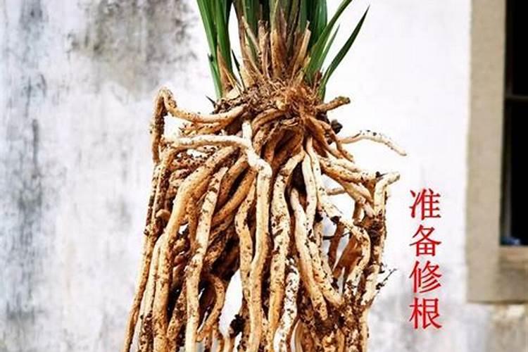 鸡蛋清可以浇花吗