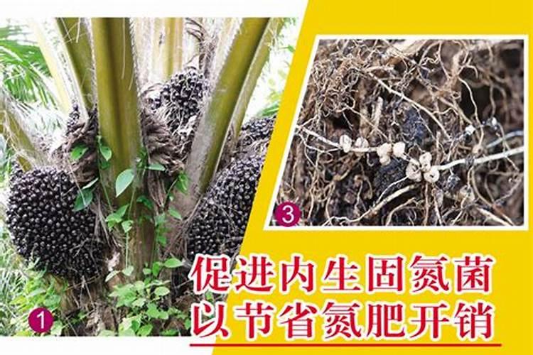 固氮菌促进植物生长的原理