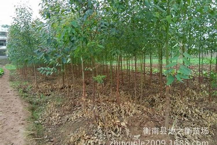 冠豪桉树肥好吗？