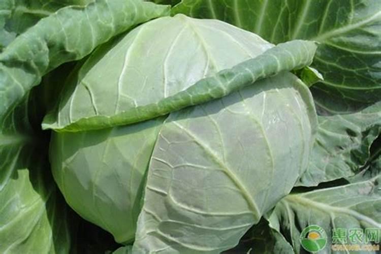 甘蓝施什么肥最好