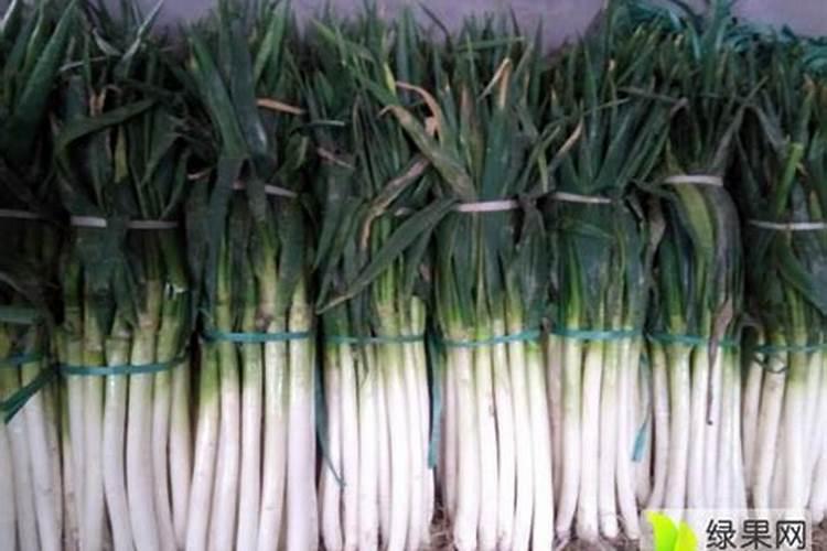 种植大葱怎么施肥能高产？