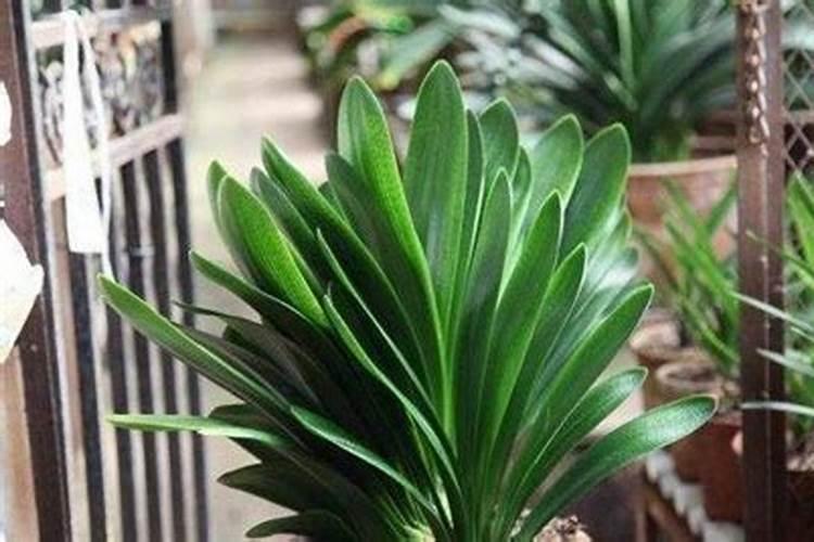 君子兰用什么叶面肥