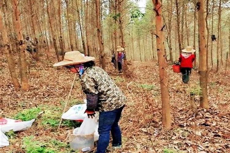 桉树第一年施肥方法 桉树第一年怎么施肥