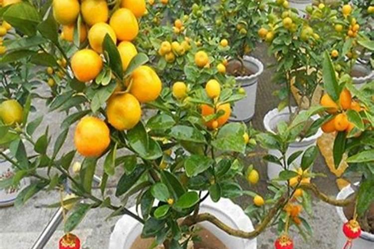 金桔树施什么肥料最好