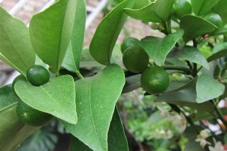 金桔结果后怎么管理