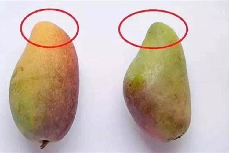 芒果树用什么肥料最好？