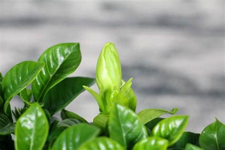 栀子花换盆后多久施肥