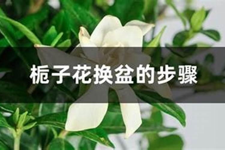 栀子花换盆后多久施肥