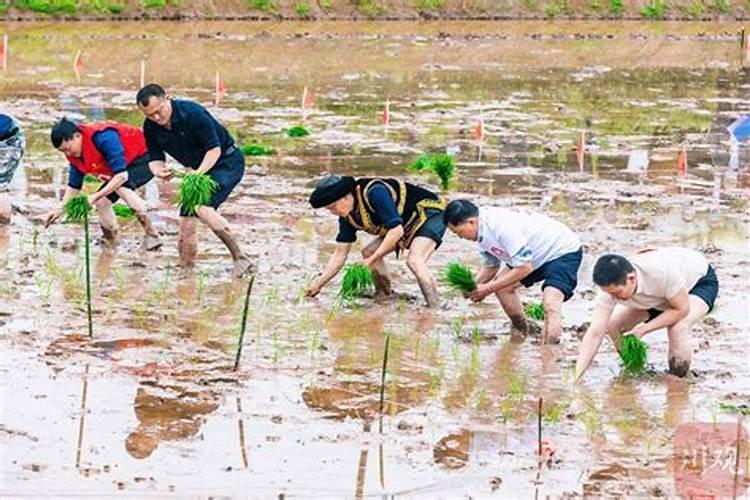 水稻施肥方法是什么？用量多少？
