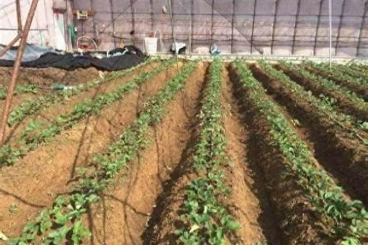 种蔬菜用什么肥料最好