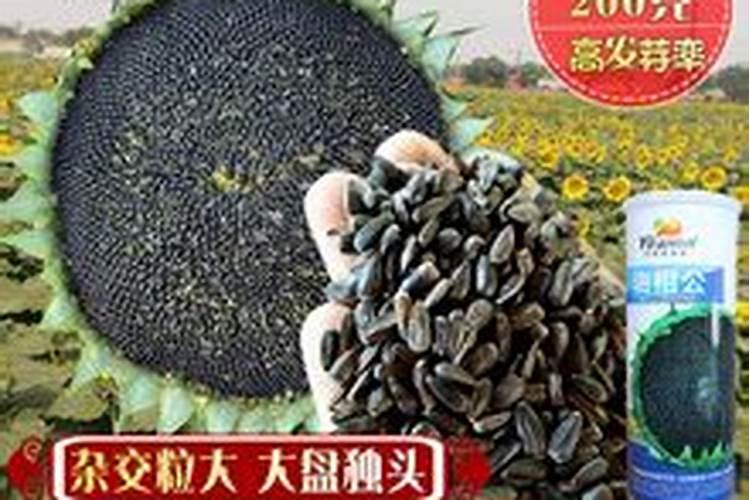 红瓜子植物叶子黄了怎么办
