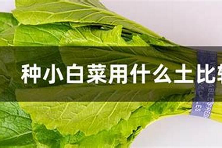 淘米水可以浇百合吗