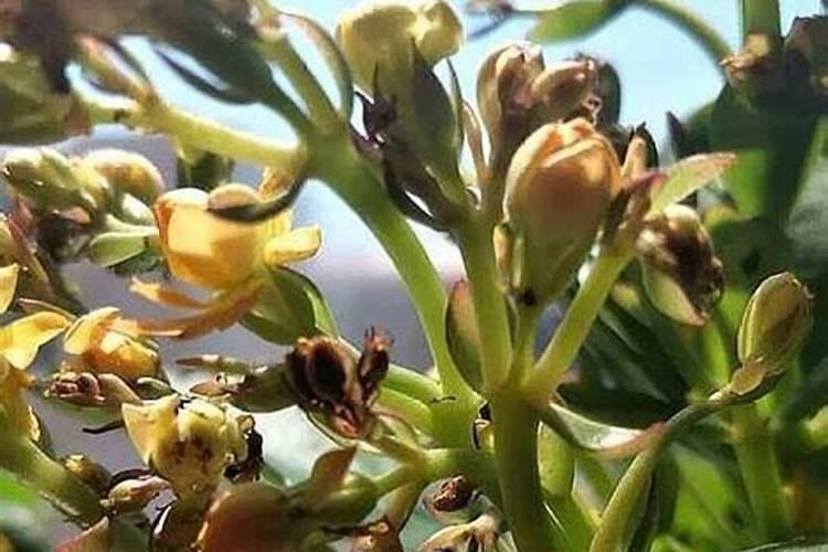 月季花掉花苞怎么回事 解决的方法是什么