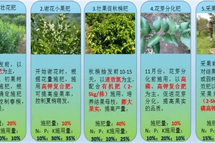 柑橘如何施肥 柑橘施肥时间及方法