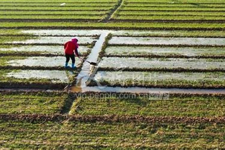麦子地怎样施肥