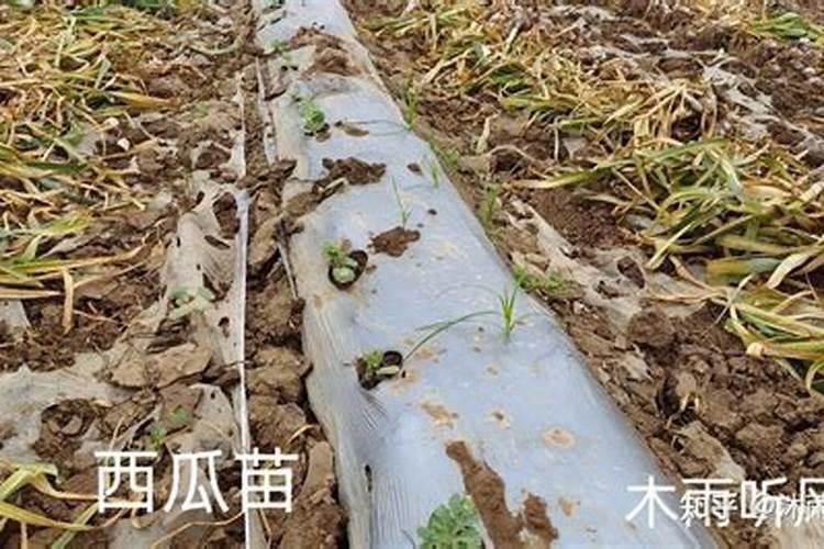 西瓜苗期用什么叶面肥