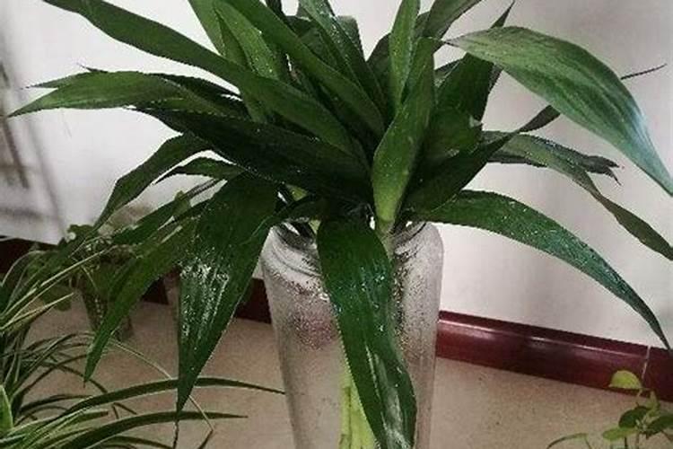 我的富贵竹这是什么回事？