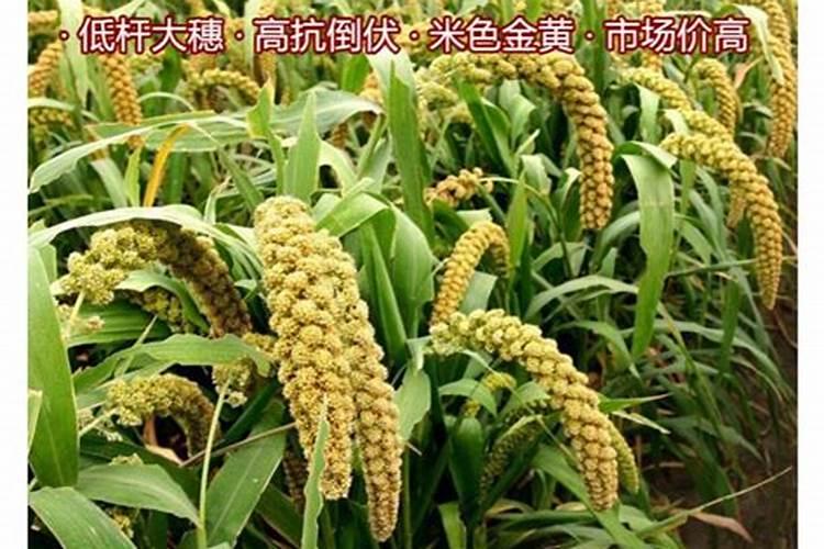 种谷子用什么肥料好