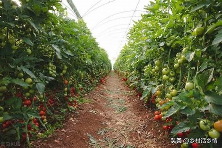 ...光纤首先我要说明的是上海贝尔光纤猫型号1010gv我按了一
