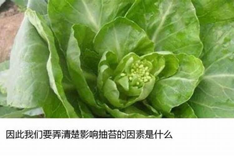 春季苋菜早抽苔有那些防治？