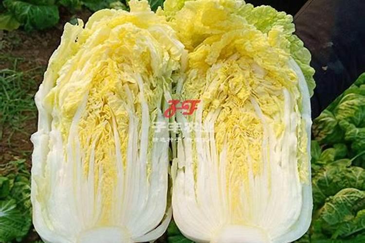 种植大白菜用什么肥好？要如何种好大白菜？