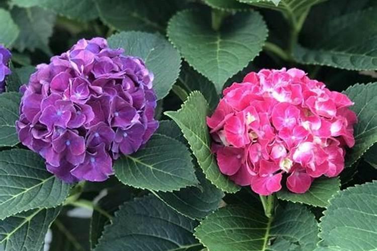 绣球花施什么肥