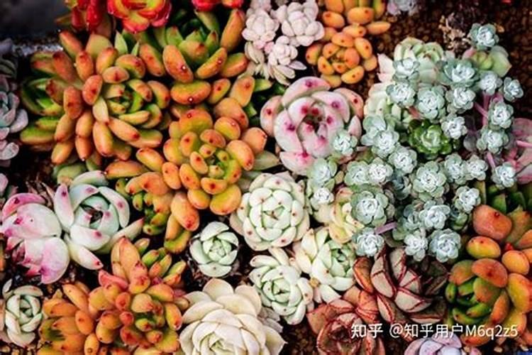 多肉需要什么肥料