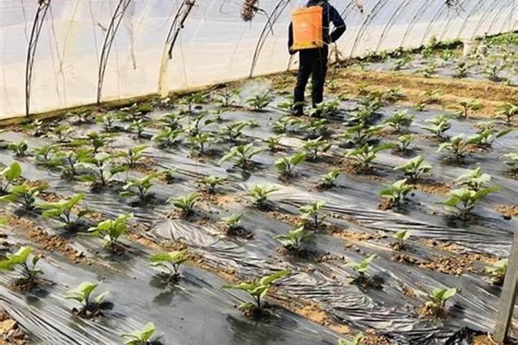 有机水溶肥料是什么？它的特点和使用方法是？