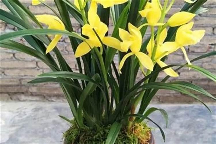 如何判断兰花缺水缺肥,如何补水补肥