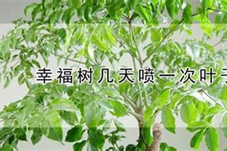 幸福树夏天怎么养护